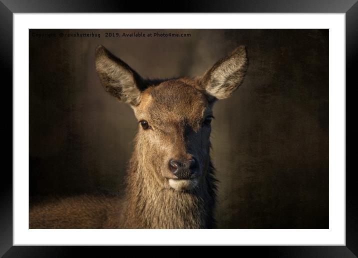 Portrait Of A Wild Red Deer Framed Mounted Print by rawshutterbug 