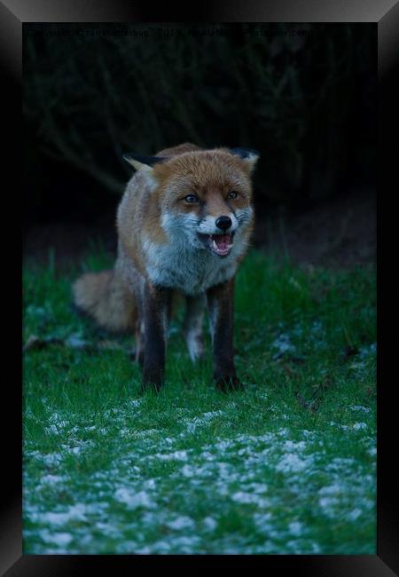 Red Fox Encounter Framed Print by rawshutterbug 