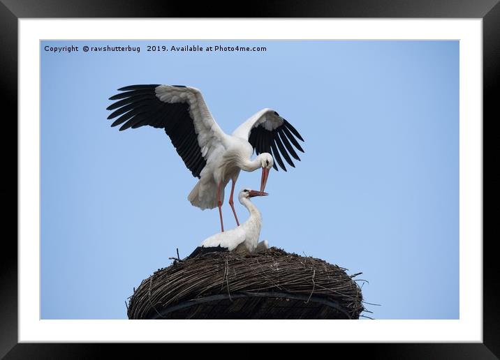 White Stork Nest  Framed Mounted Print by rawshutterbug 