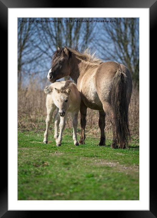 Konik Horse And Her Foal Framed Mounted Print by rawshutterbug 