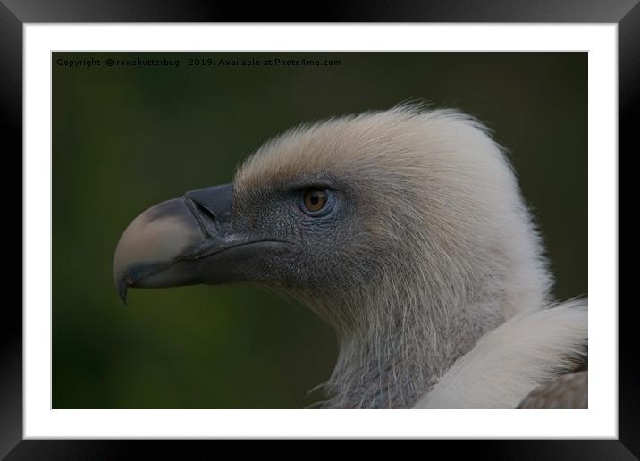 Close-Up Griffon Vulture Framed Mounted Print by rawshutterbug 