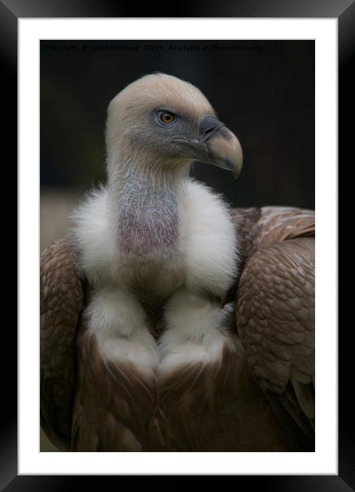 Griffon vulture Portrait Framed Mounted Print by rawshutterbug 