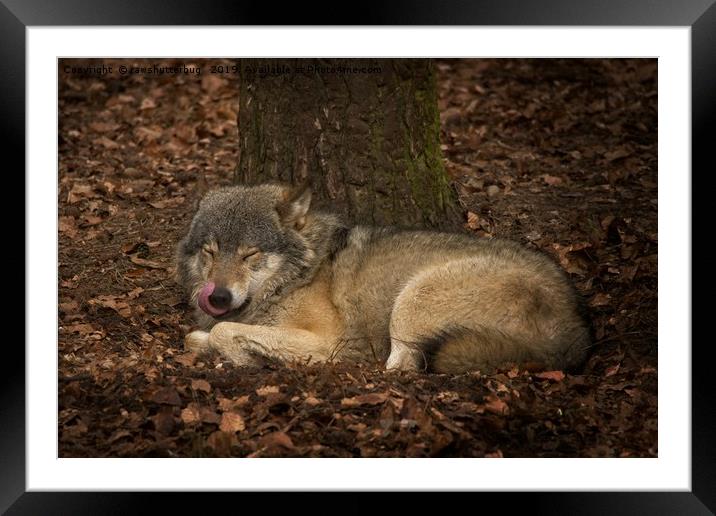 Sleepy Grey Wolf Framed Mounted Print by rawshutterbug 