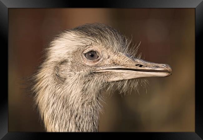 Ostrich Close-Up Framed Print by rawshutterbug 
