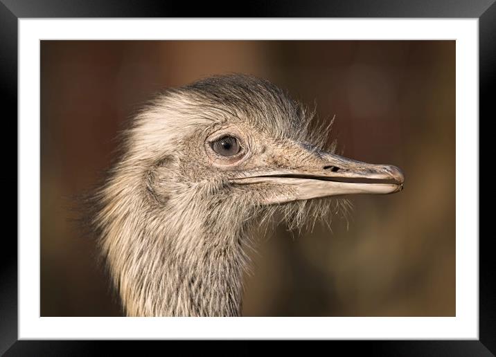 Ostrich Close-Up Framed Mounted Print by rawshutterbug 