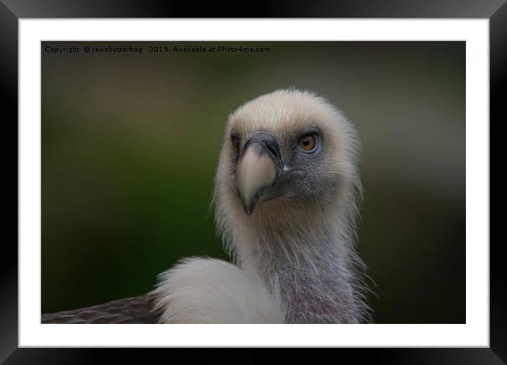 Face Of A Griffon Vulture Framed Mounted Print by rawshutterbug 