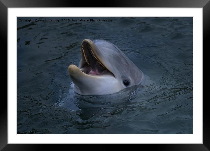  Happy Dolphin  Framed Mounted Print by rawshutterbug 