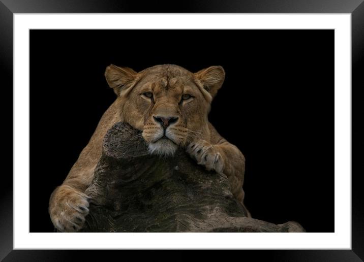 Lioness Looking At You Framed Mounted Print by rawshutterbug 