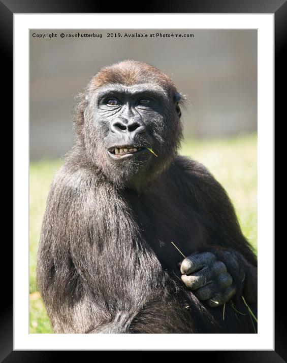 Lope The Cheeky Gorilla  Framed Mounted Print by rawshutterbug 