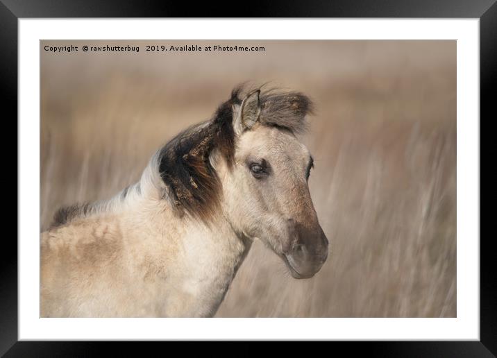Wild Konik Horse  Framed Mounted Print by rawshutterbug 