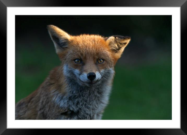 Wild Fox With A Floppy Ear Framed Mounted Print by rawshutterbug 