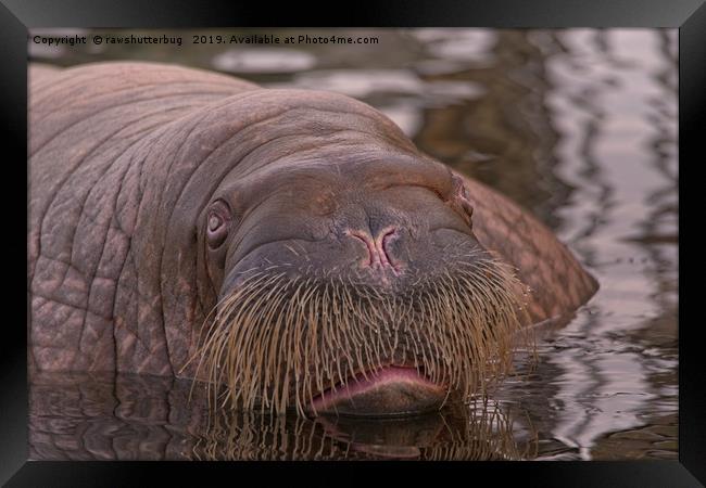 Walrus Close-Up Framed Print by rawshutterbug 