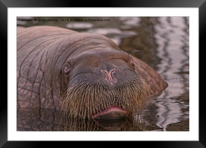 Walrus Close-Up Framed Mounted Print by rawshutterbug 