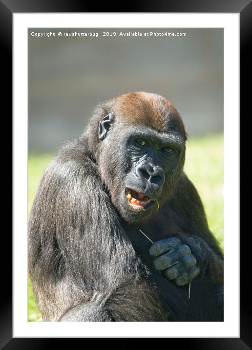 Happy Gorilla Lope Framed Mounted Print by rawshutterbug 