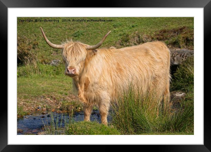 Highland Cow At A Stream Framed Mounted Print by rawshutterbug 