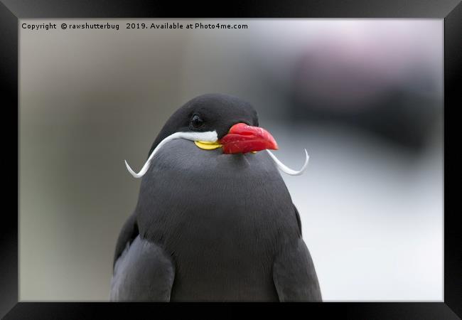 Inca Tern Framed Print by rawshutterbug 