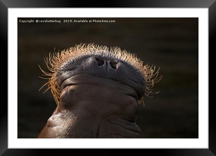 Walrus Whiskers Framed Mounted Print by rawshutterbug 