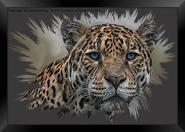 Blue Eyed Jaguar Framed Print by rawshutterbug 