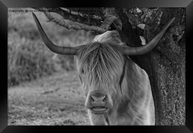 Highland Cow Mono  Framed Print by rawshutterbug 