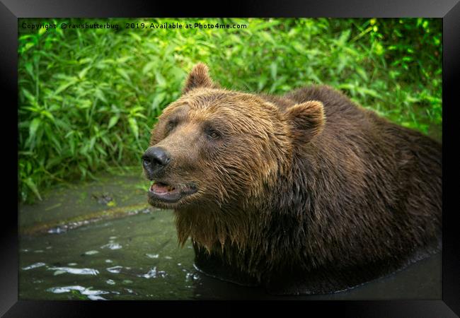 Grizzly Bear Close-Up Framed Print by rawshutterbug 