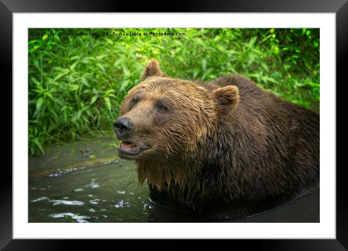 Grizzly Bear Close-Up Framed Mounted Print by rawshutterbug 