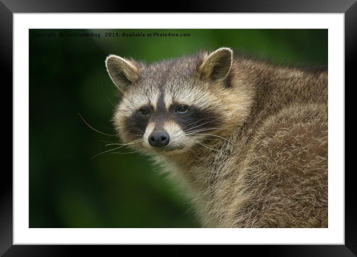 Raccoon Framed Mounted Print by rawshutterbug 