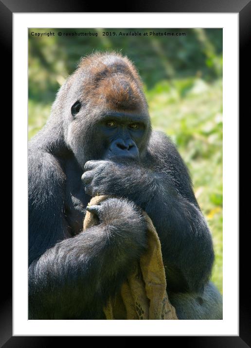 Silverback Gorilla And His Blanket Framed Mounted Print by rawshutterbug 