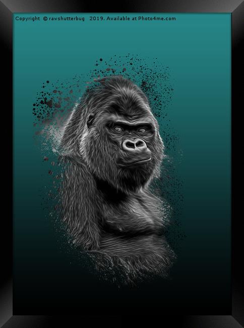 Silverback Gorilla Portrait Framed Print by rawshutterbug 
