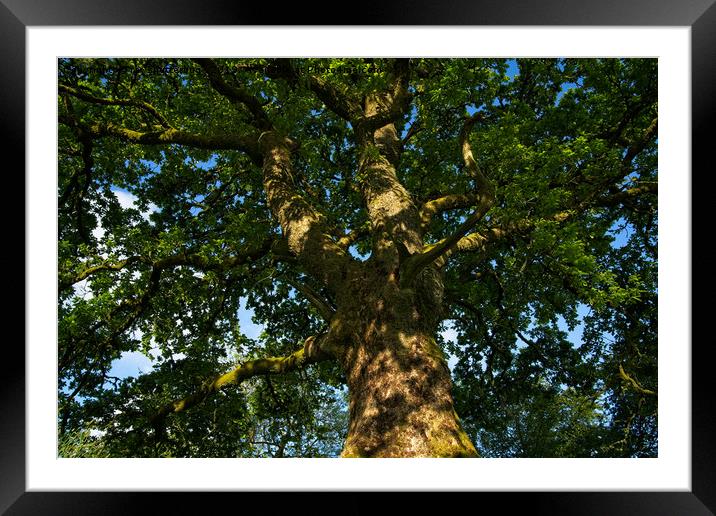 Oak Tree Framed Mounted Print by rawshutterbug 