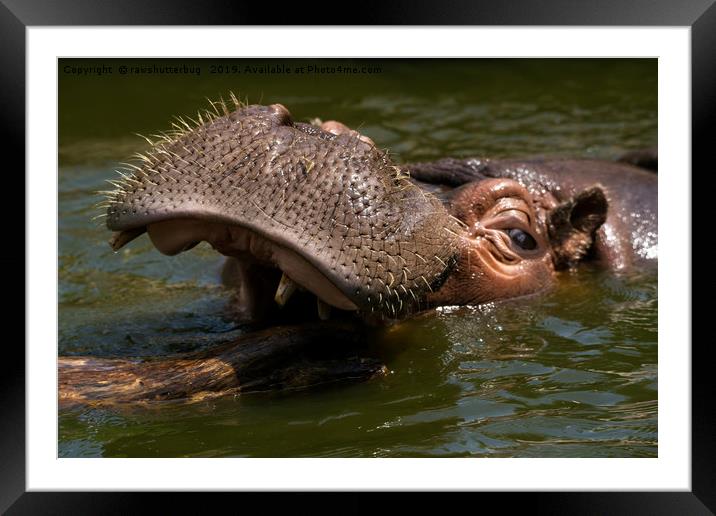 Hippo Playing With A Log Framed Mounted Print by rawshutterbug 
