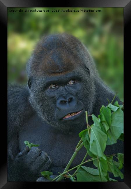 Silverback Got His Eye One Some More Leaves Framed Print by rawshutterbug 