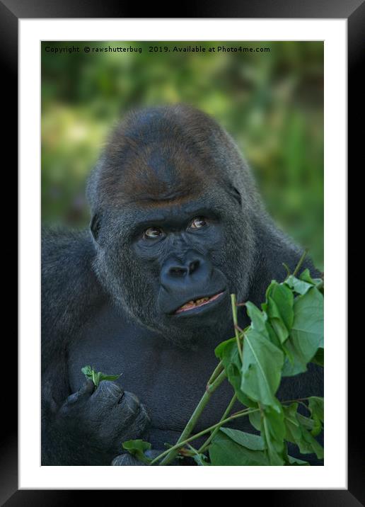 Silverback Got His Eye One Some More Leaves Framed Mounted Print by rawshutterbug 