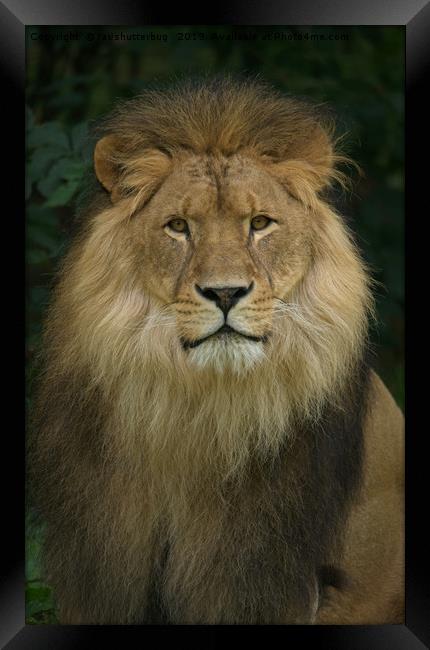 Majestic Lion  Framed Print by rawshutterbug 