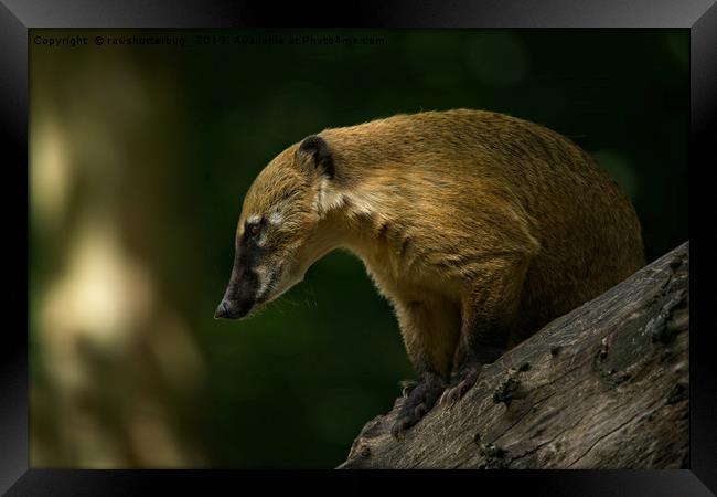 Coati On A Tree Framed Print by rawshutterbug 