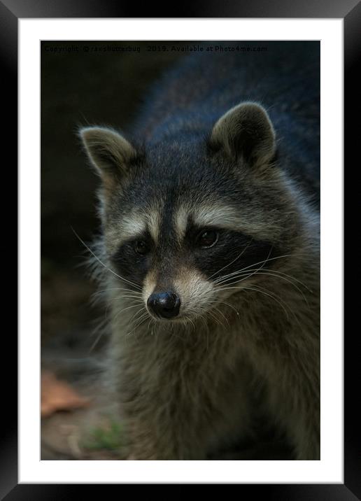Raccoon Framed Mounted Print by rawshutterbug 