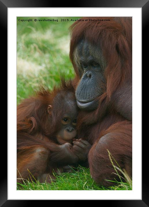 Orangutan mother and baby Framed Mounted Print by rawshutterbug 