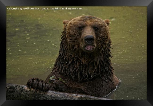 Grizzly Bear In The Water Framed Print by rawshutterbug 