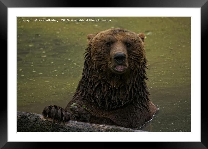 Grizzly Bear In The Water Framed Mounted Print by rawshutterbug 