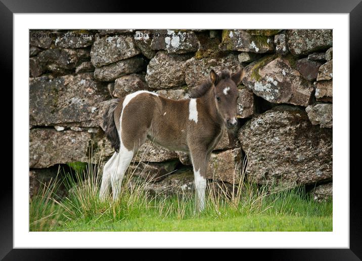 Dartmoor Foal Framed Mounted Print by rawshutterbug 