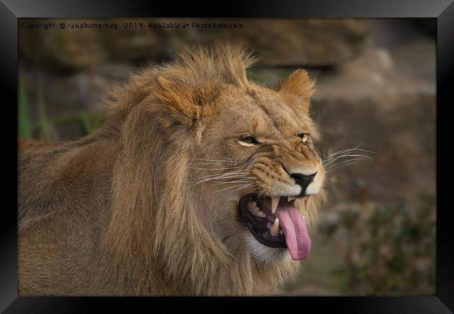 Young Lion Showing His Teeth Framed Print by rawshutterbug 