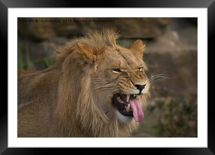Young Lion Showing His Teeth Framed Mounted Print by rawshutterbug 
