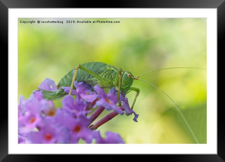 Oak Bush Cricket Framed Mounted Print by rawshutterbug 