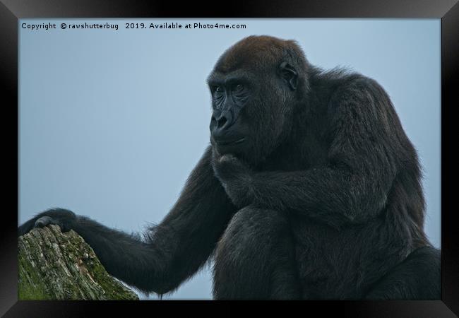 Lope The Gorilla Thinking About His Next Move Framed Print by rawshutterbug 