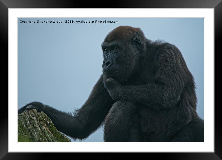 Lope The Gorilla Thinking About His Next Move Framed Mounted Print by rawshutterbug 