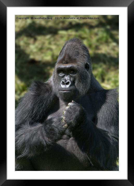 Silverback Gorilla Portrait Framed Mounted Print by rawshutterbug 