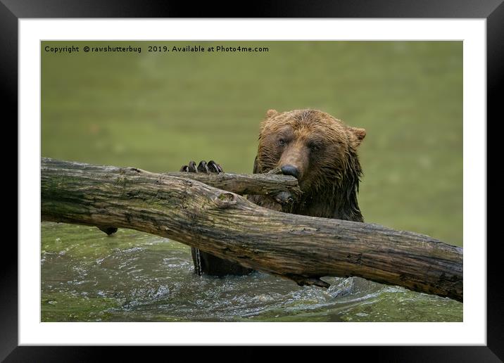 Grizzly Bear  Framed Mounted Print by rawshutterbug 