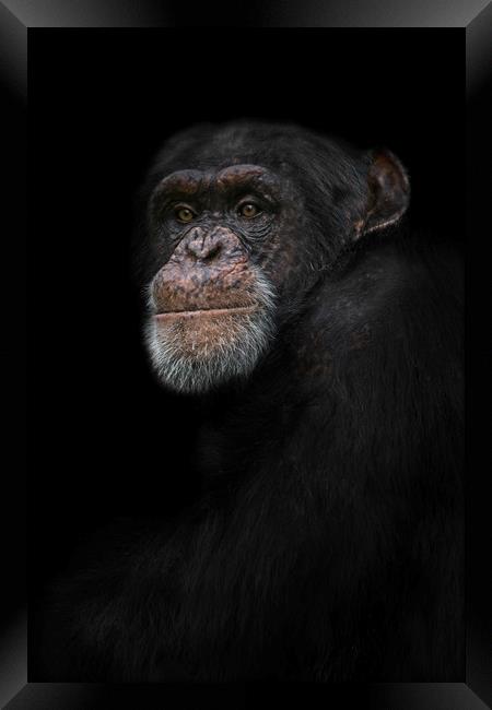 Chimpanzee Portrait Framed Print by rawshutterbug 