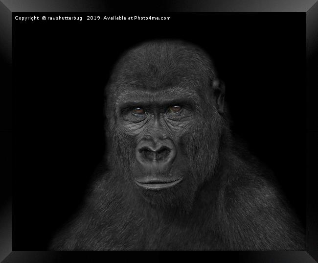 Gorilla Face Framed Print by rawshutterbug 
