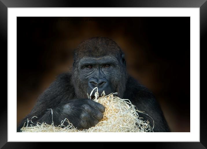 Gorilla Stare Framed Mounted Print by rawshutterbug 