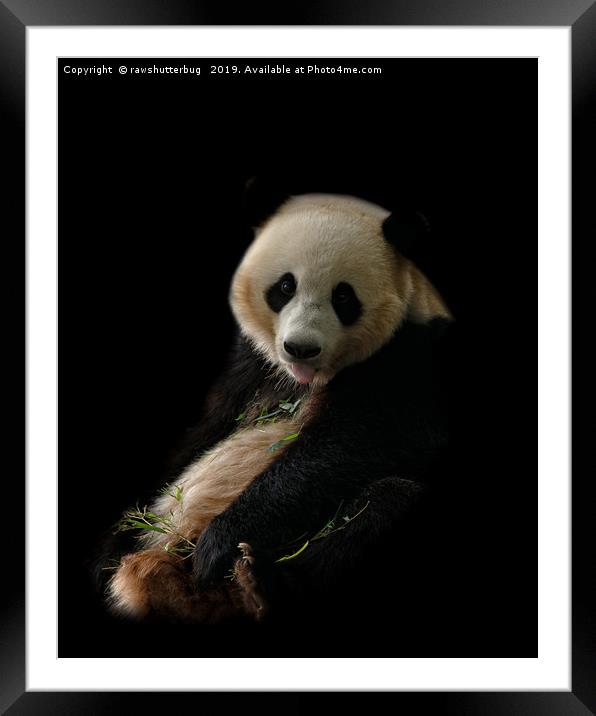 Giant Panda Sticking Out Her Tongue Framed Mounted Print by rawshutterbug 